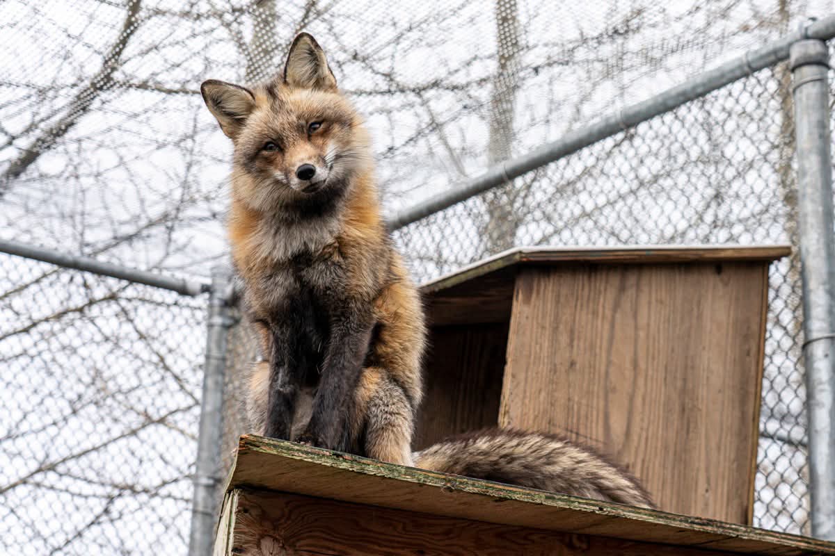 "It is with great sadness that we let you all know that our beloved Frankie the Fox has passed away"