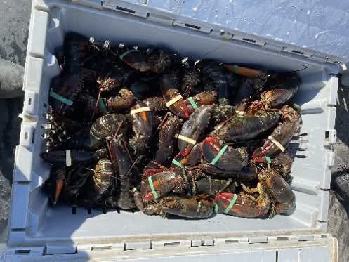 Fishery officers on patrol in St. Marys Bay, Nova Scotia, boarded a lobster fishing vessel and arrested two individuals for violations under the Fisheries Act
