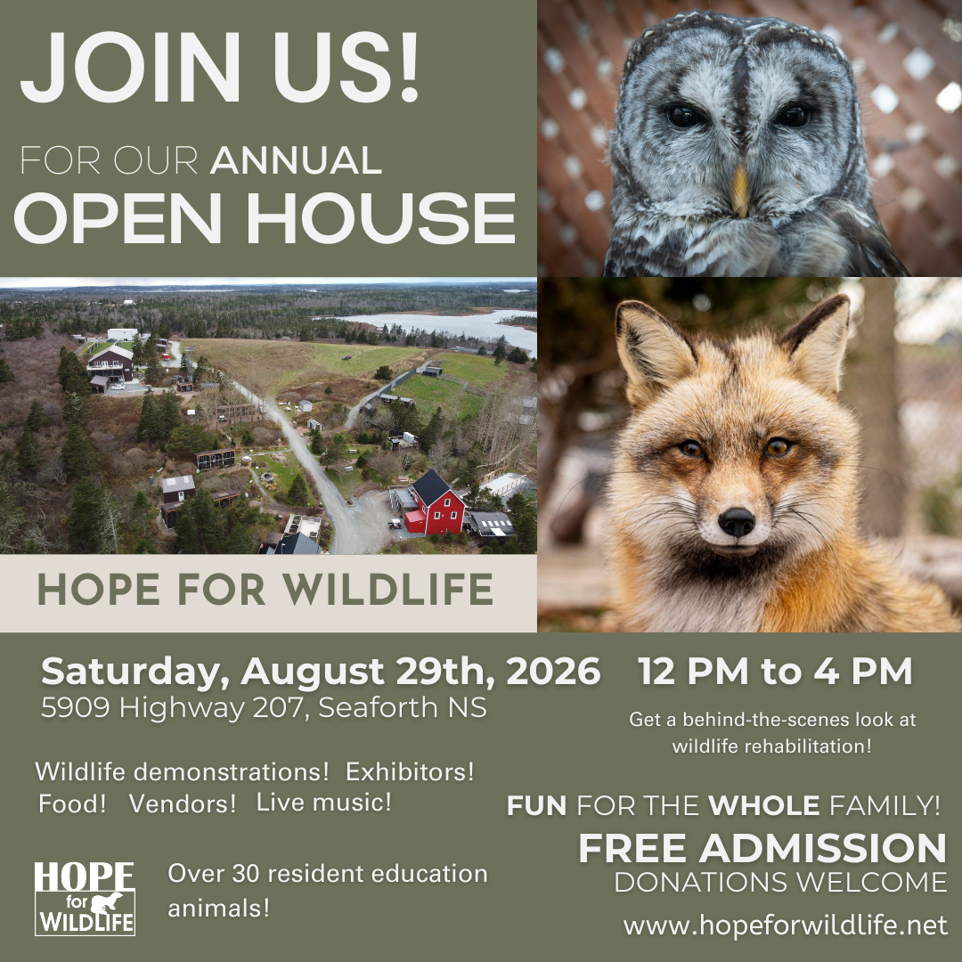 Hope for Wildlife's Annual Open House is our biggest fundraiser each year, attracting thousands of visitors from all over Canada