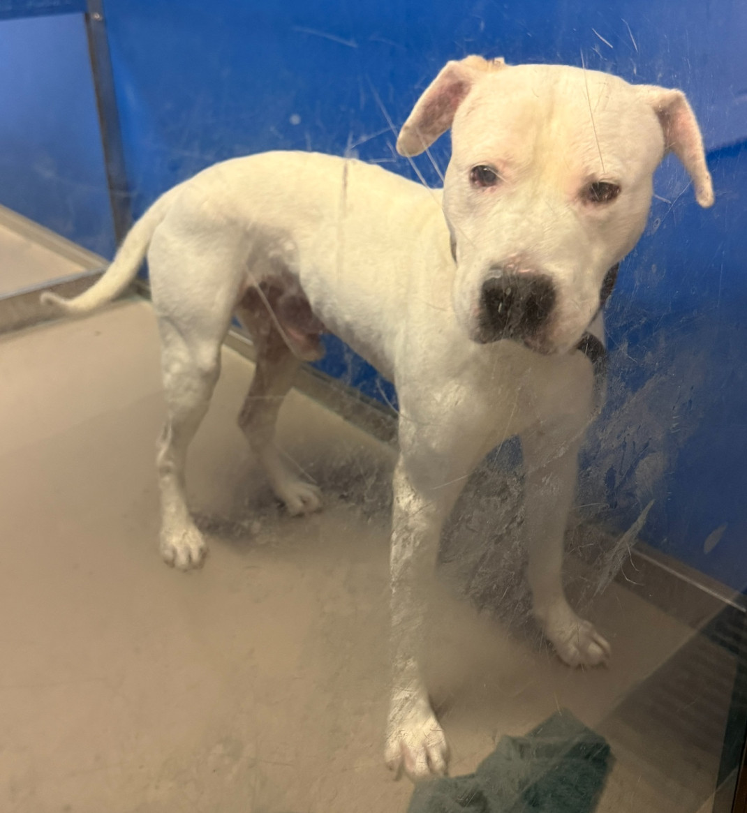 Found pets currently in the care of Halifax Animal Services
