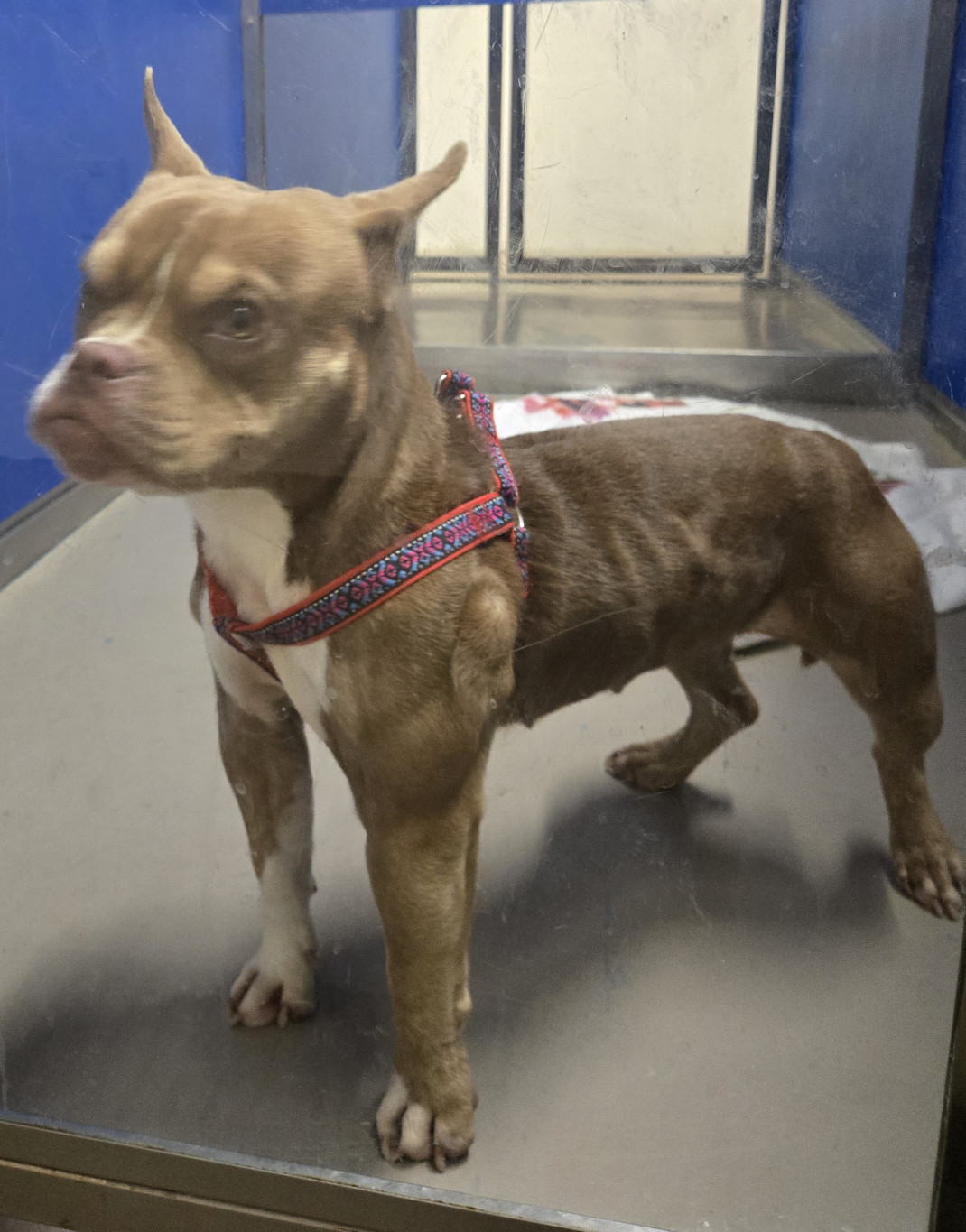 Found pets currently in the care of Halifax Animal Services
