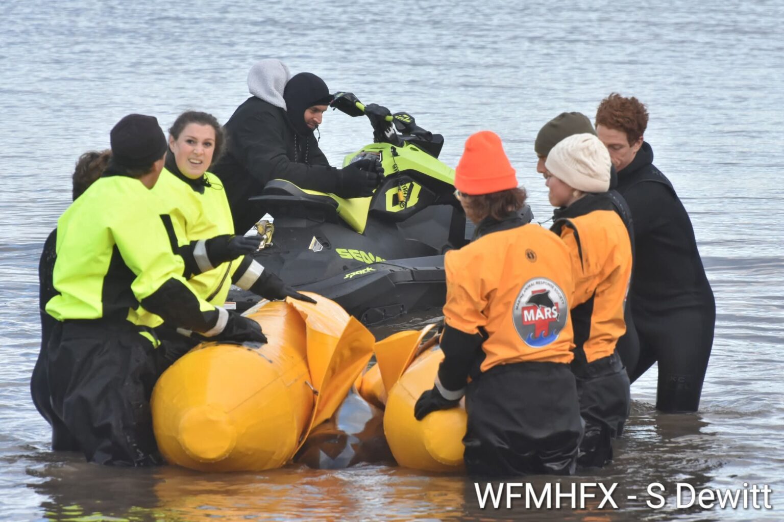 What does marine animal response really mean?