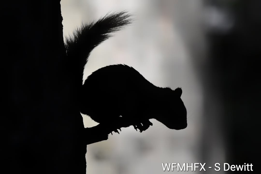 Quote from Hope for Wildlife