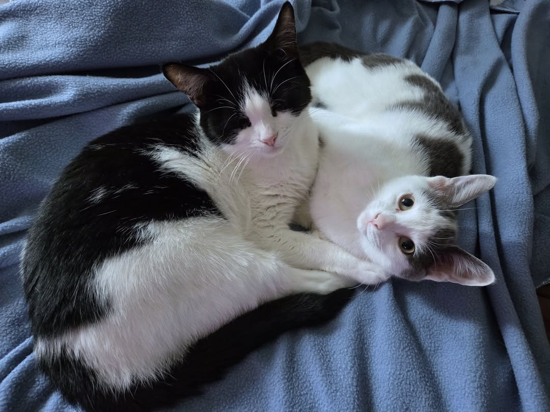 Happy Caturday!
