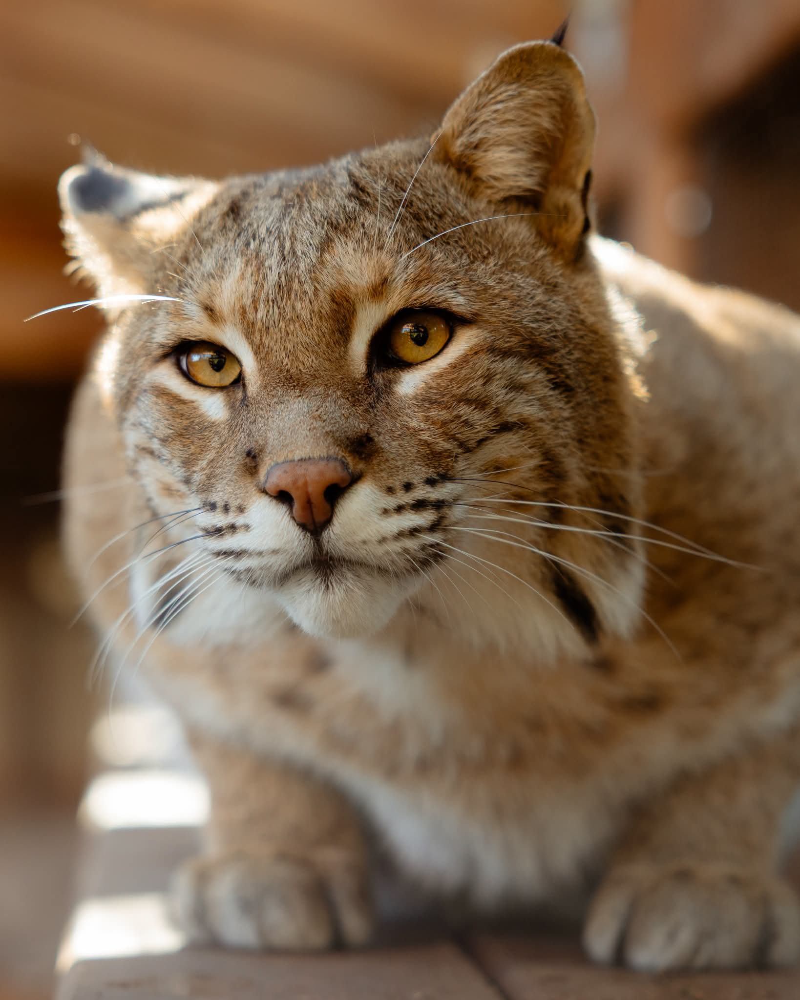 Reminding everyone that official Hope for Wildlife Auction Page is still going on!