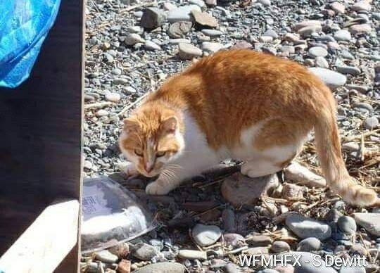 Dealing with stray or feral cats? The SPCA can help!