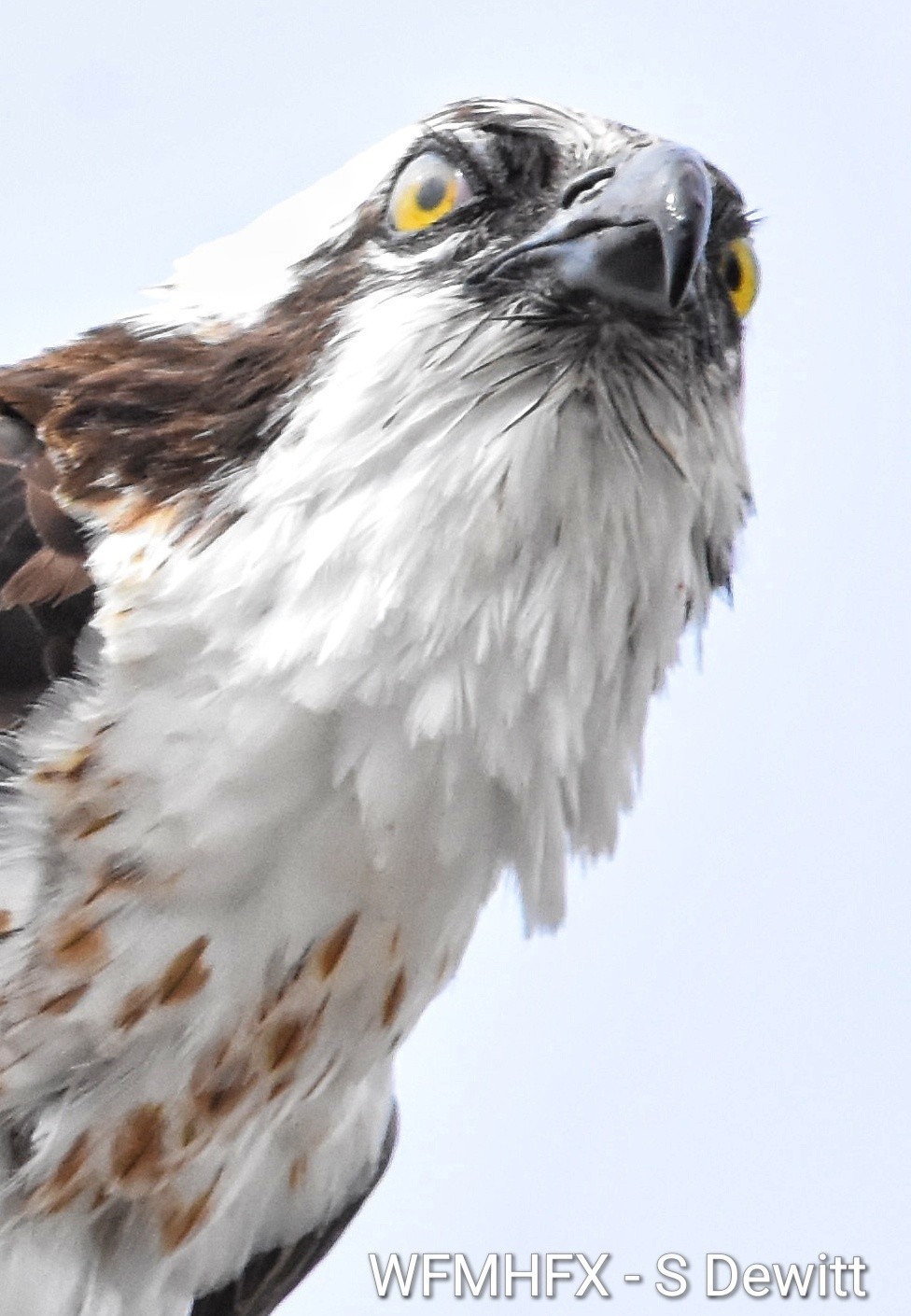 OSPREY FUN FACT FRIDAY