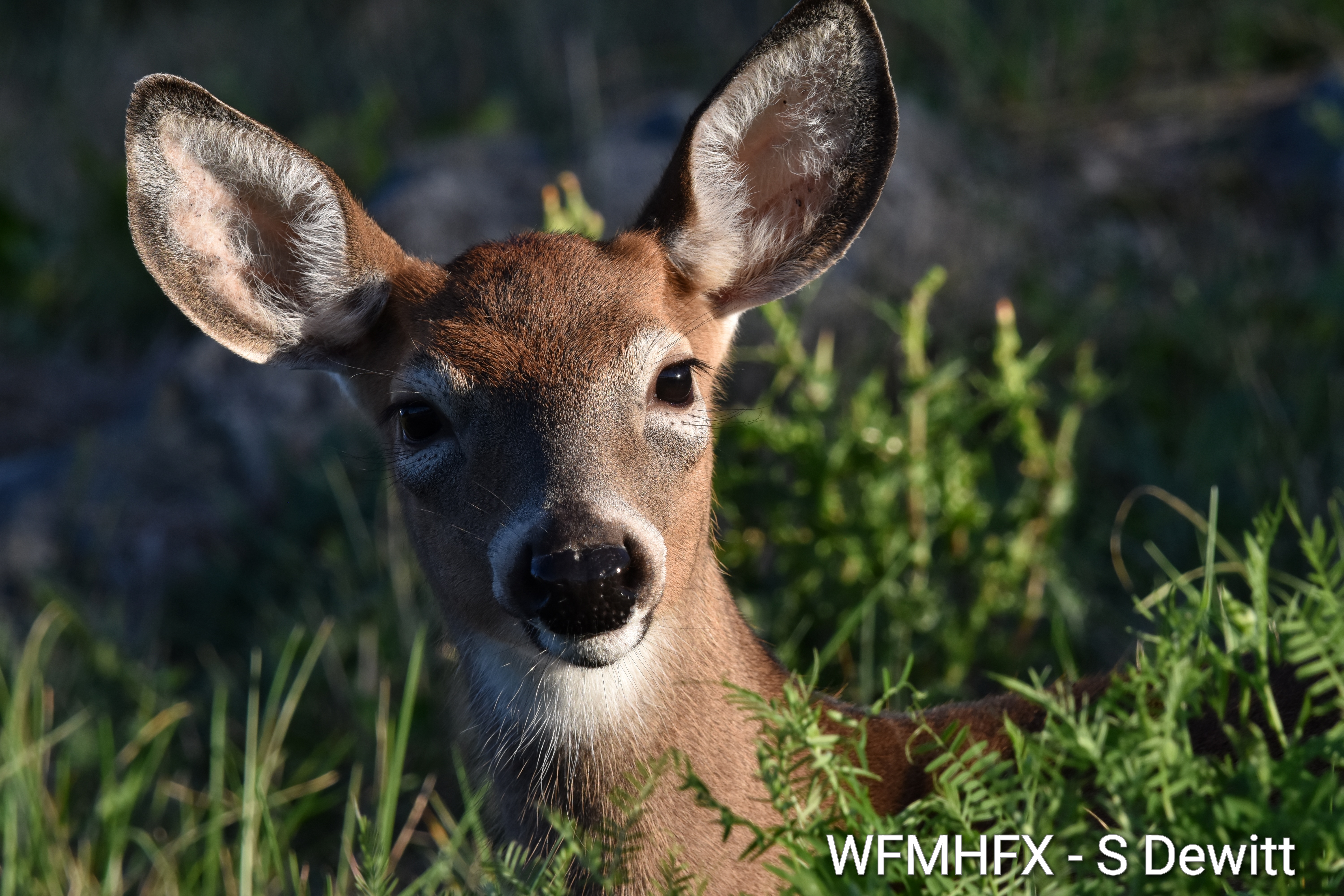 DSC_5971_wm