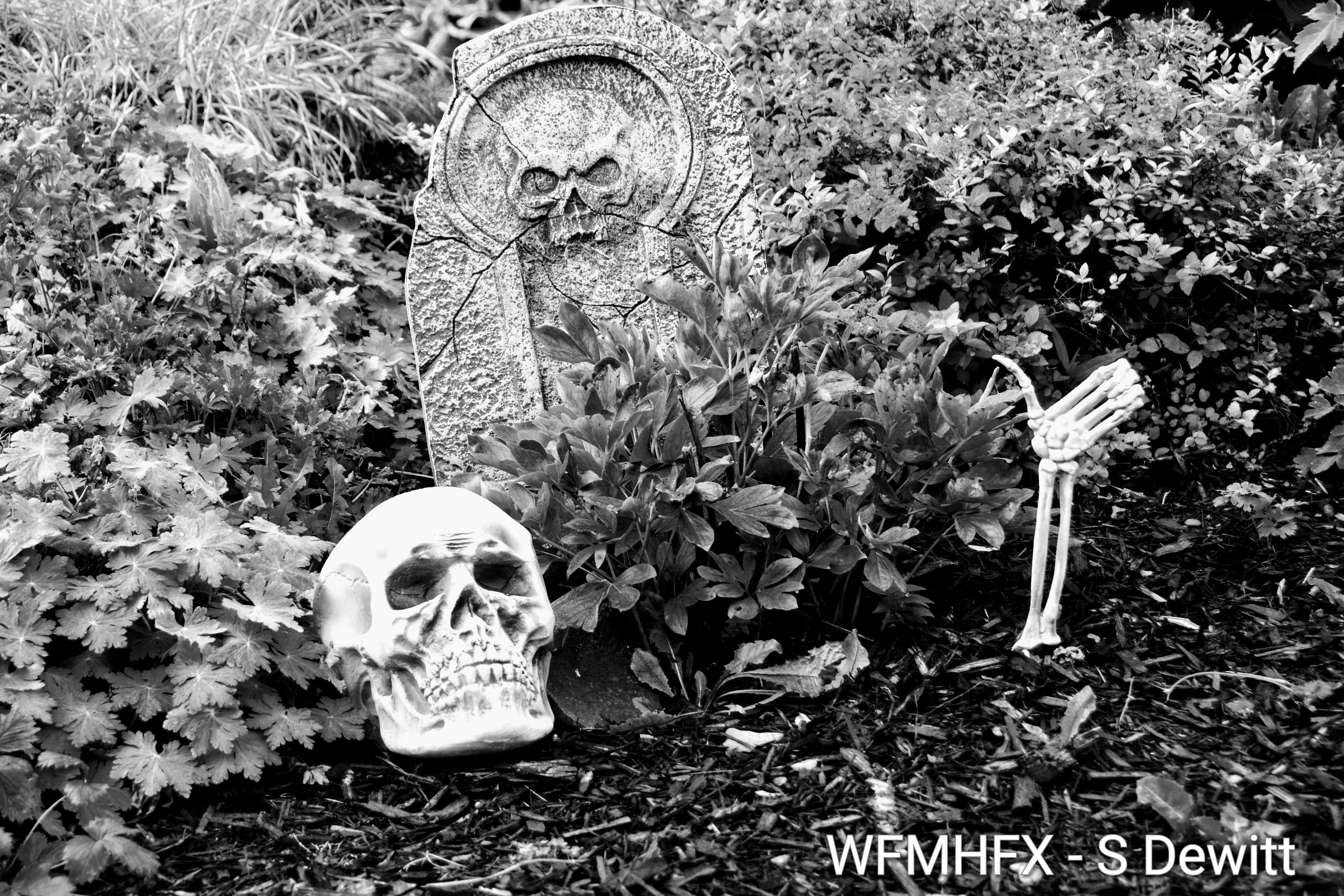 In photos - You won't believe your eyes when you see the rising Halloween spirits taking over Lorne Ave in Dartmouth! 