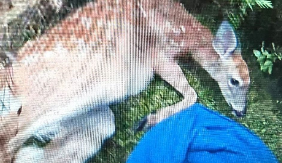 Bridgewater Police Service, Hope for Wildlife partner to aid animals