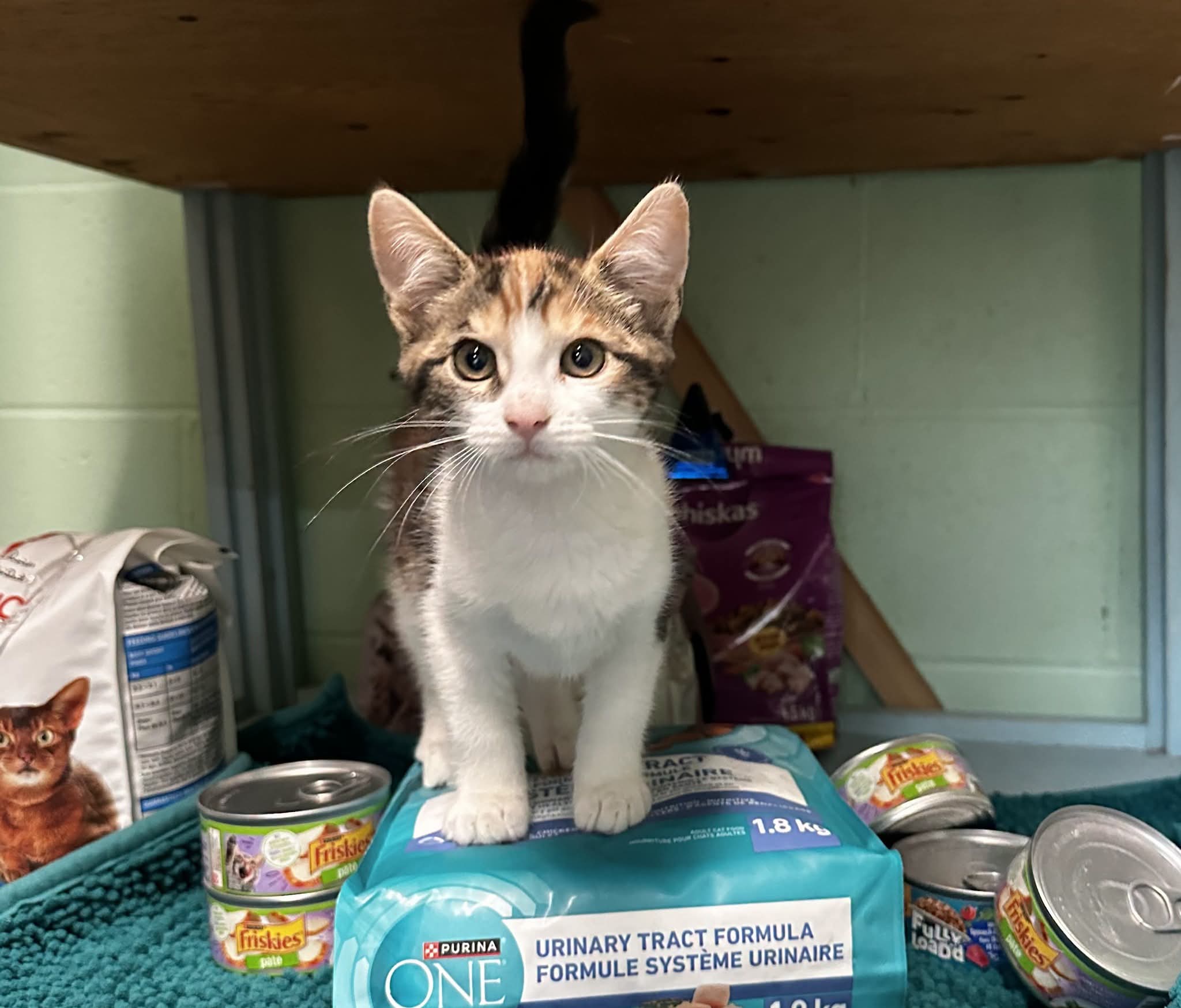Help a pet in your community! 