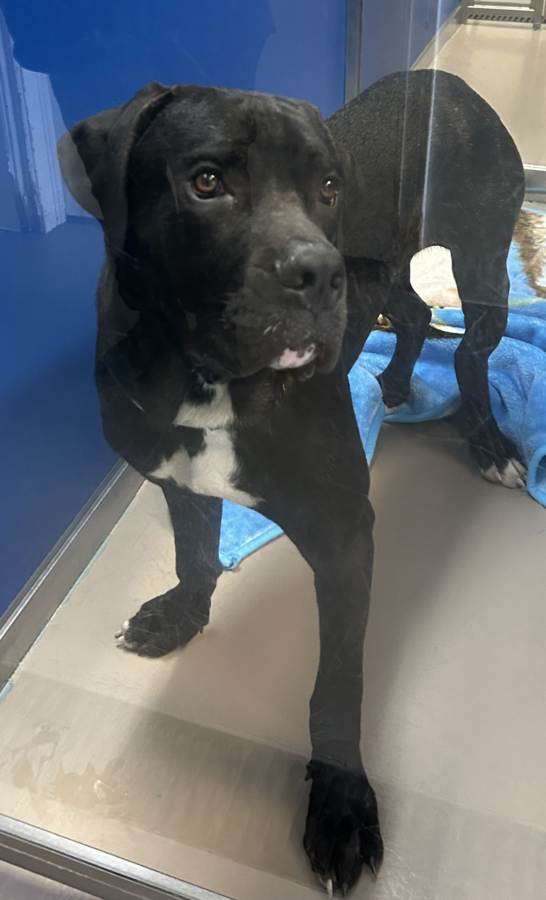 Found pets currently in the care of Halifax Animal Services