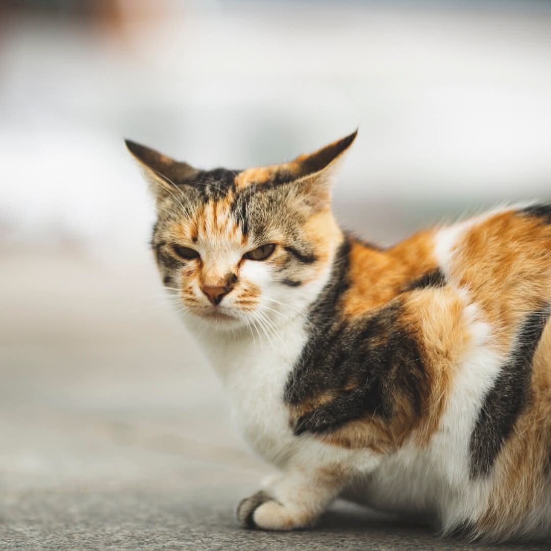 Looking for a volunteer opportunity with a little more… cattitude? 