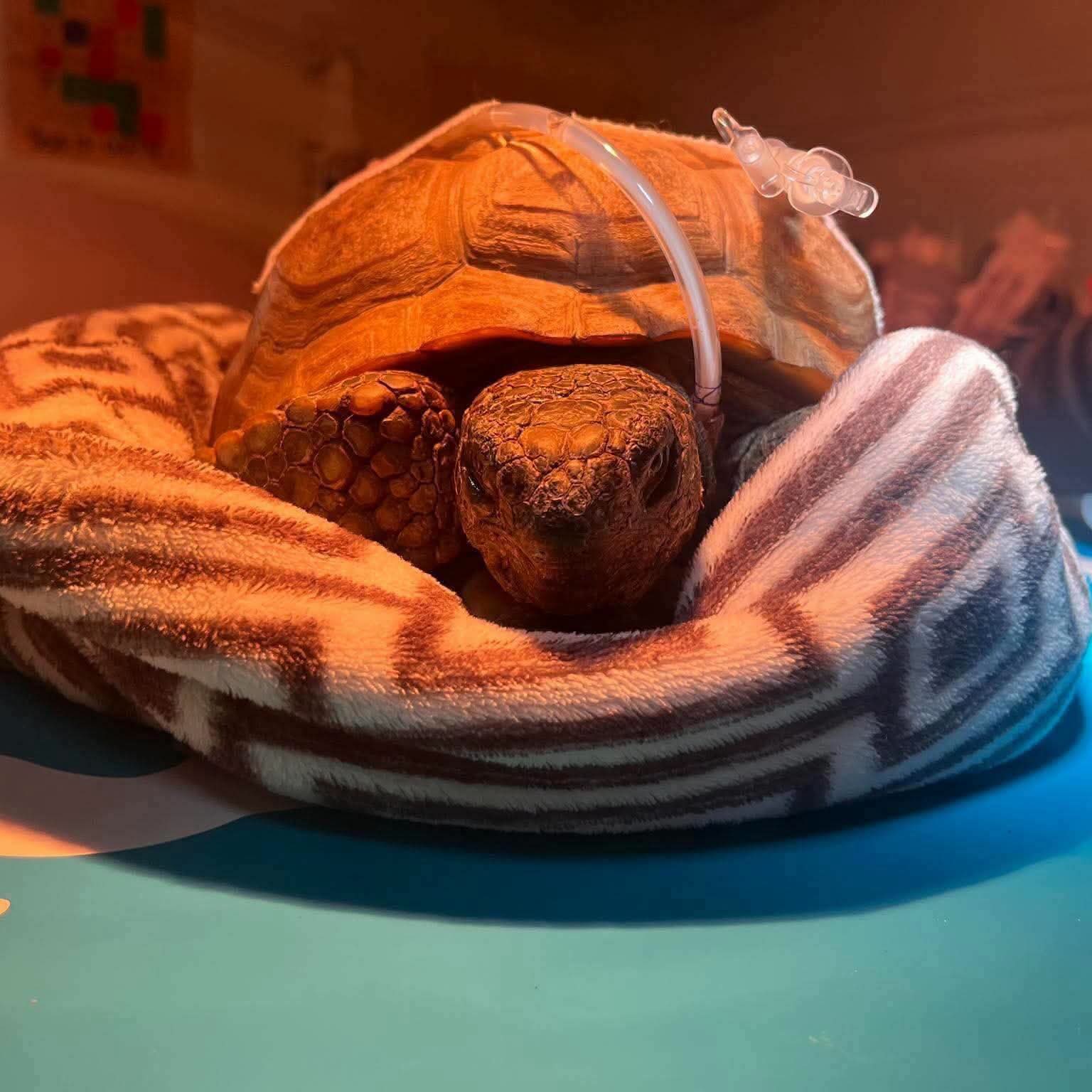 An update on Gus the gopher tortoise - October 14th, 2026.