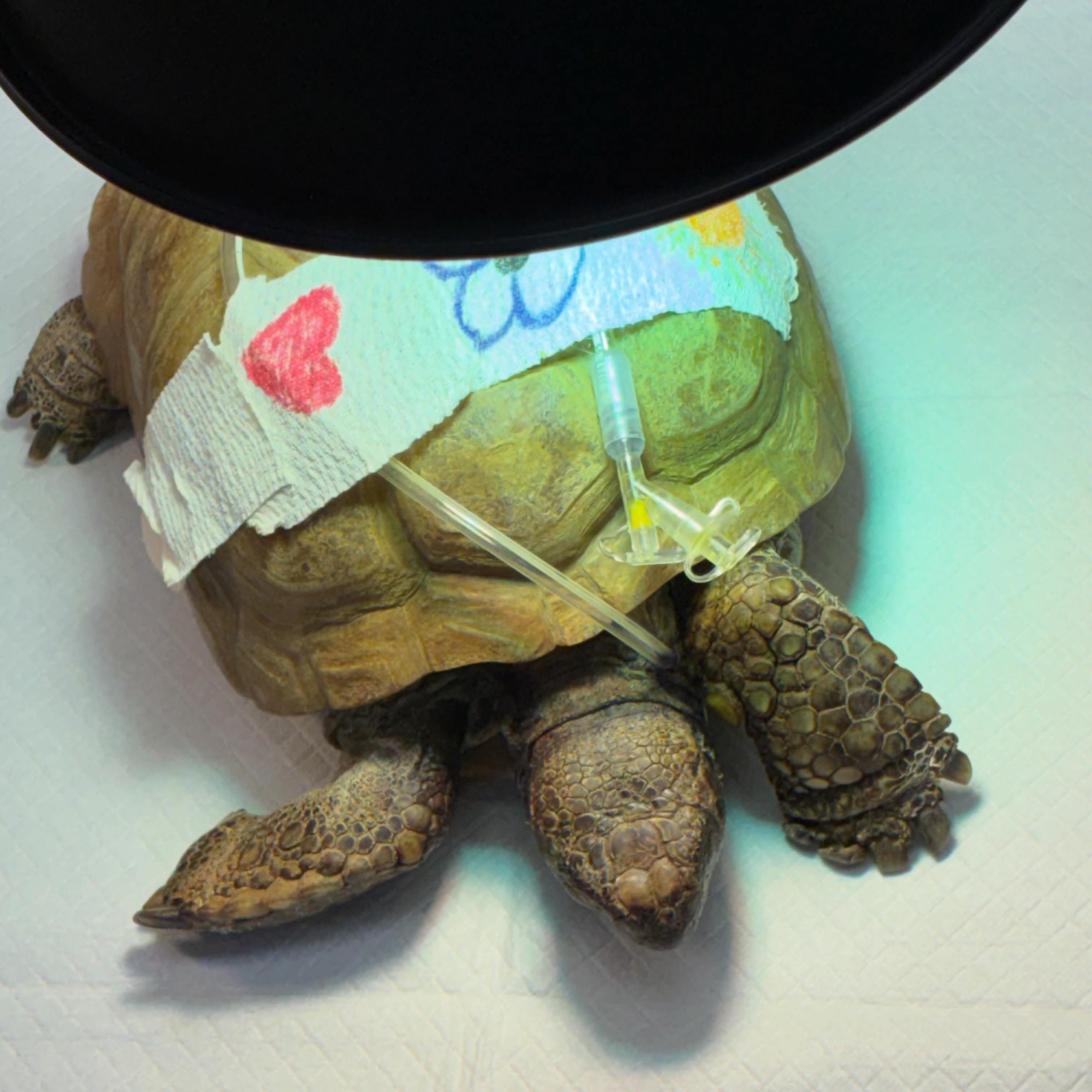 An update on Gus the gopher tortoise, October 15th, 2026