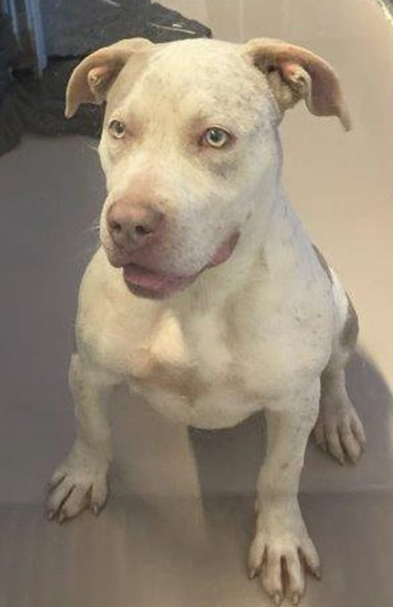 Found pets currently in the care of Halifax Animal Services