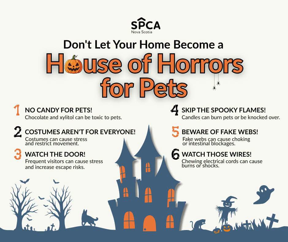 Make Halloween safe for pets!