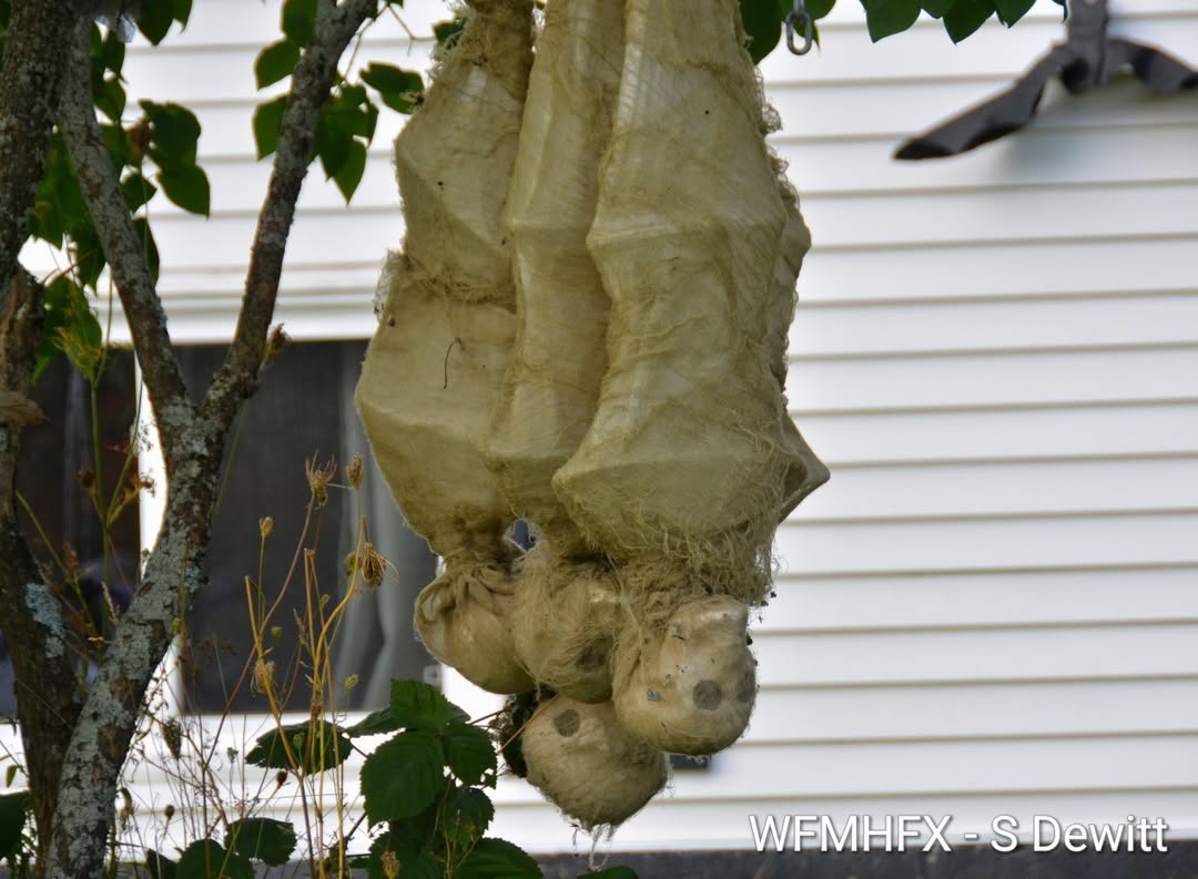 In photos - It should be renamed Scarymac from Merrimac Dr due to horrors you will find!