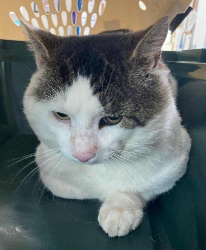 Found pets currently in the care of Halifax Animal Services (6)