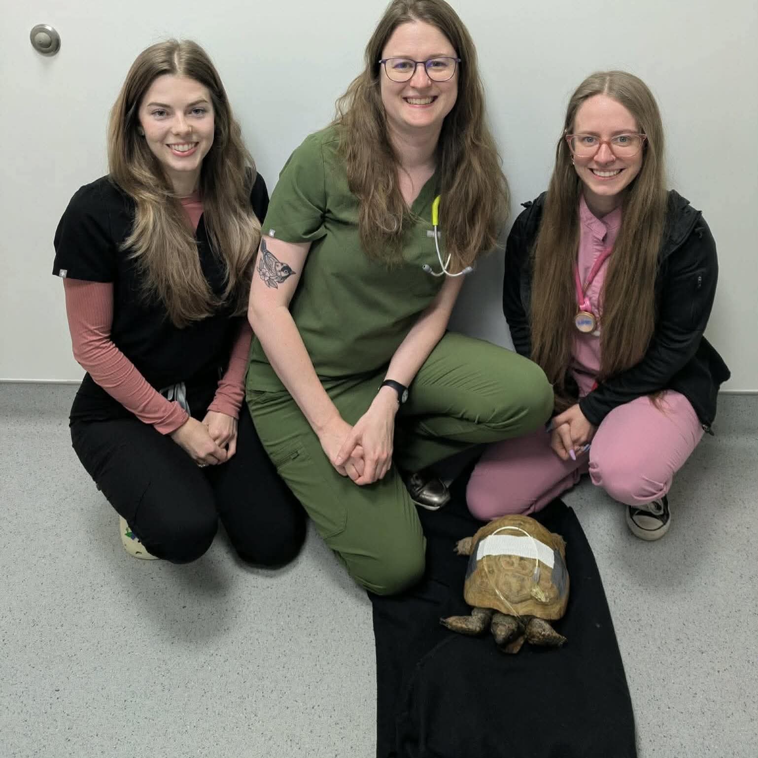 An update on Gus the gopher tortoise, October 22, 2026