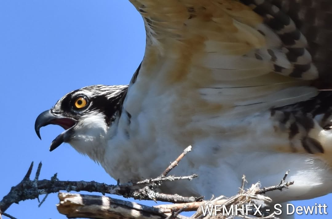 OSPREY FUN FACT FRIDAY!