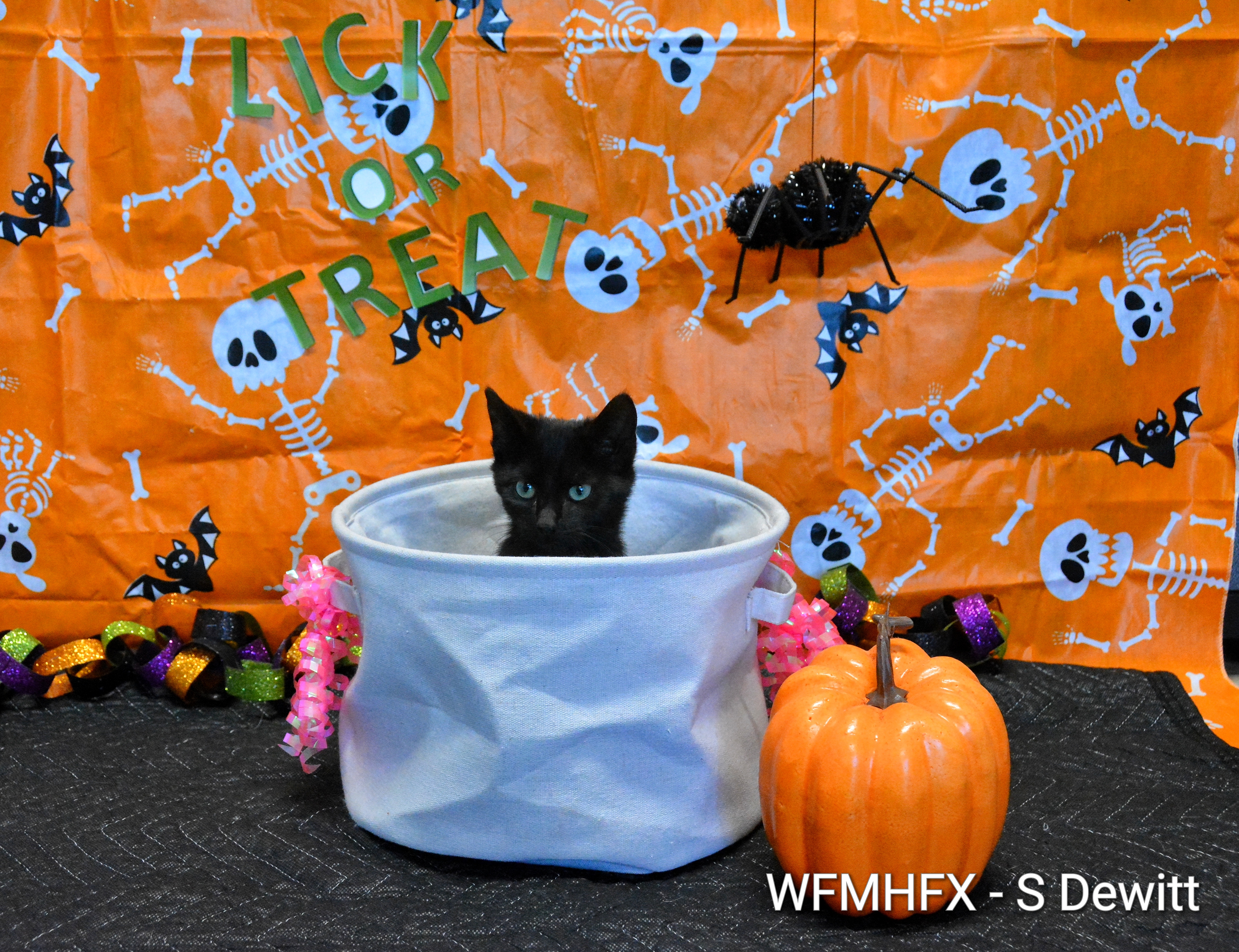 In photos – No tricks, just treats, at the NS SPCA Dartmouth shelter as adorable adoptables hope for a forever home!