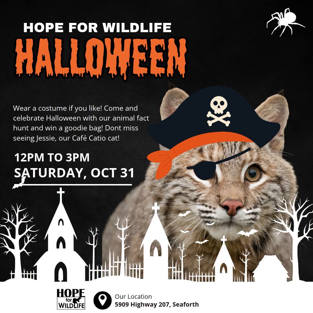 HFW - Come and celebrate Halloween day with us! 