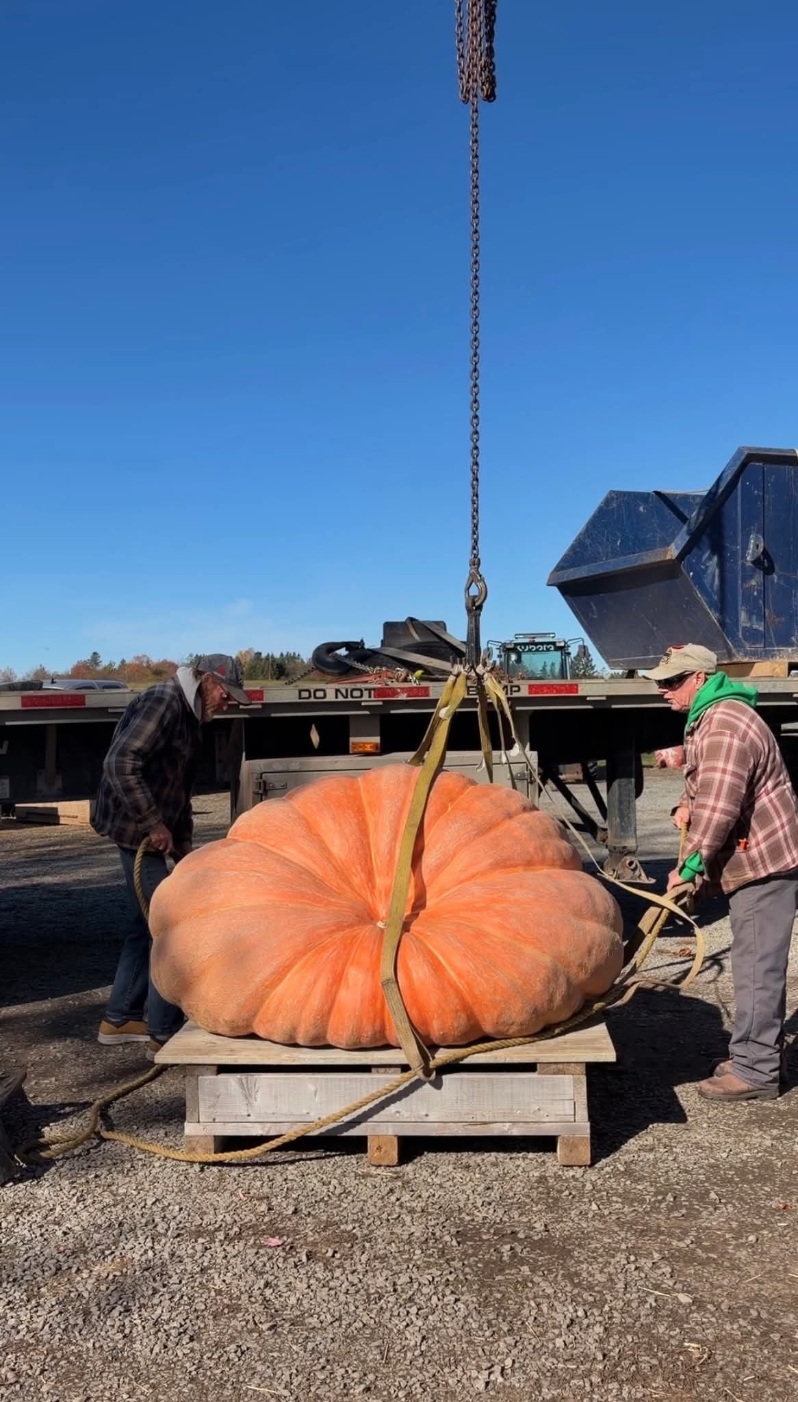 THIS IS ONE BIG PUMPKIN! 