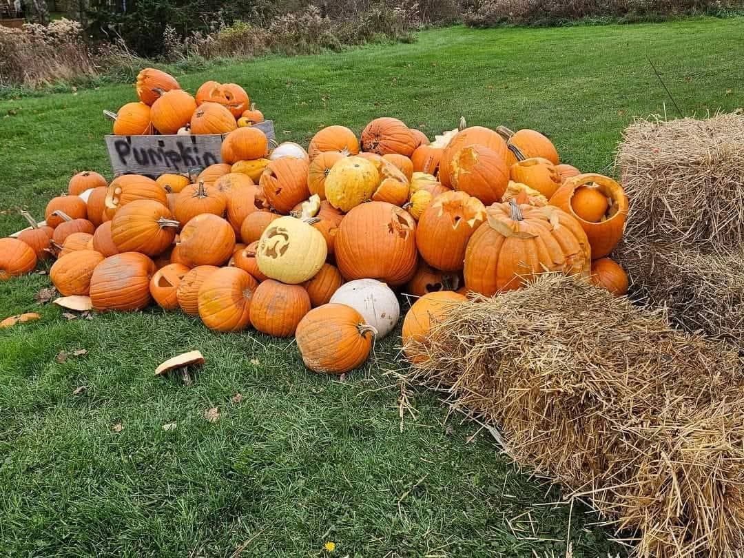 Pumpkin collection time!